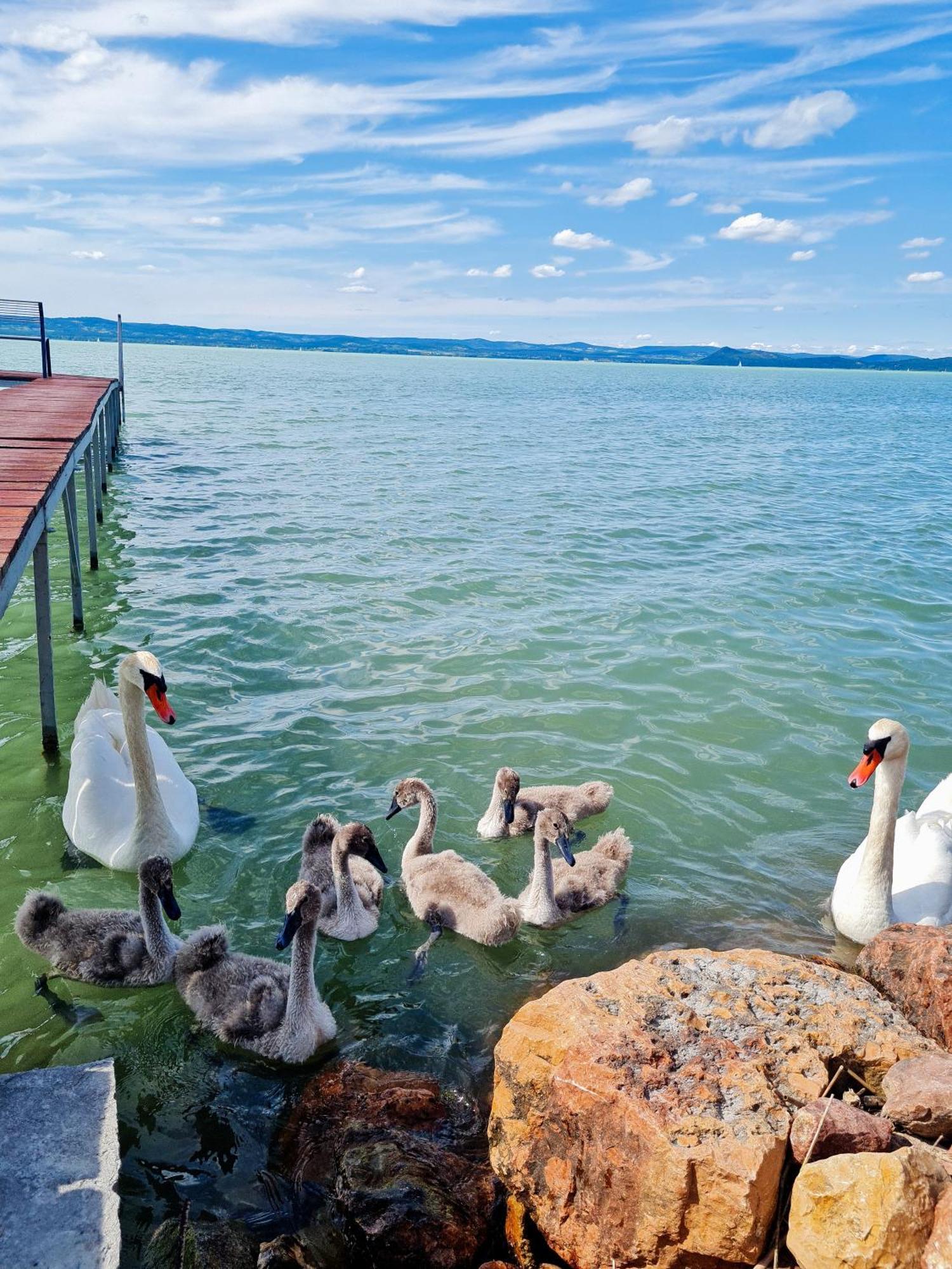 Flamingo Apartman Balatonszarszo Exteriör bild